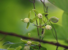 Clematis hedysarifolia