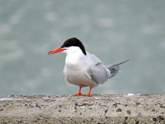 Sterna hirundo