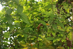 Clematis hedysarifolia