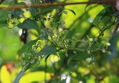 Clematis hedysarifolia