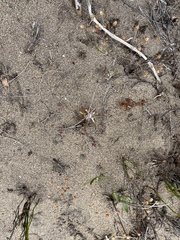 Pharnaceum cordifolium