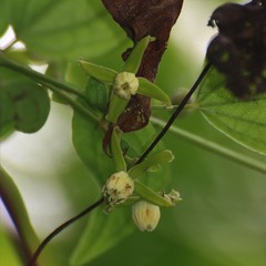 Clematis hedysarifolia