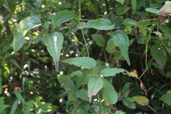 Clematis hedysarifolia