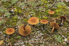 Inocybe dulcamara