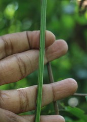 Clematis hedysarifolia