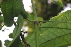 Clematis hedysarifolia