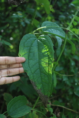 Clematis hedysarifolia