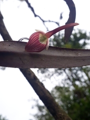 Pleurothallis ruberrima