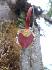 Pleurothallis ruberrima