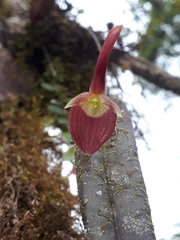 Pleurothallis ruberrima