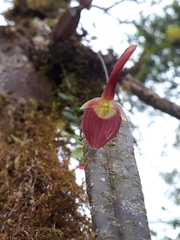 Pleurothallis ruberrima