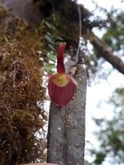 Pleurothallis ruberrima