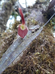 Pleurothallis ruberrima