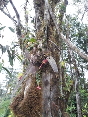 Pleurothallis ruberrima