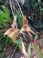 Maxillaria erikae