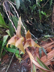 Maxillaria erikae