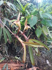 Maxillaria erikae