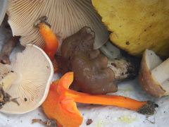 Pseudohygrocybe