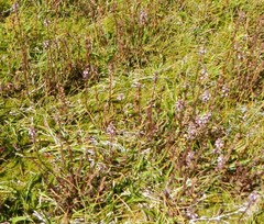 Pedicularis attollens