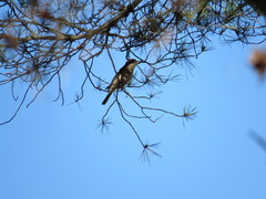 Lanius senator badius