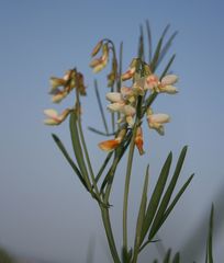 Lathyrus pannonicus collinus