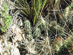 Aylostera pygmaea