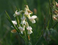 Lathyrus pannonicus collinus