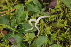 Clavaria falcata
