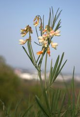 Lathyrus pannonicus collinus