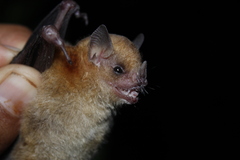 Honduran Yellow-Shouldered Bat photo 3