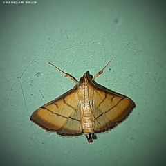 Cnaphalocrocis rutilalis
