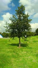 Quercus liebmannii