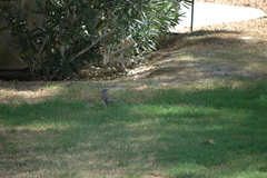 Mimus polyglottos