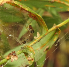Microlinyphia pusilla
