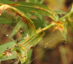 Microlinyphia pusilla