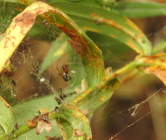 Microlinyphia pusilla