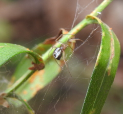 Microlinyphia pusilla