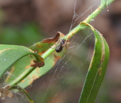 Microlinyphia pusilla