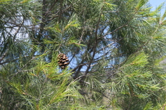 Pinus pinceana