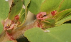Euphorbia indivisa