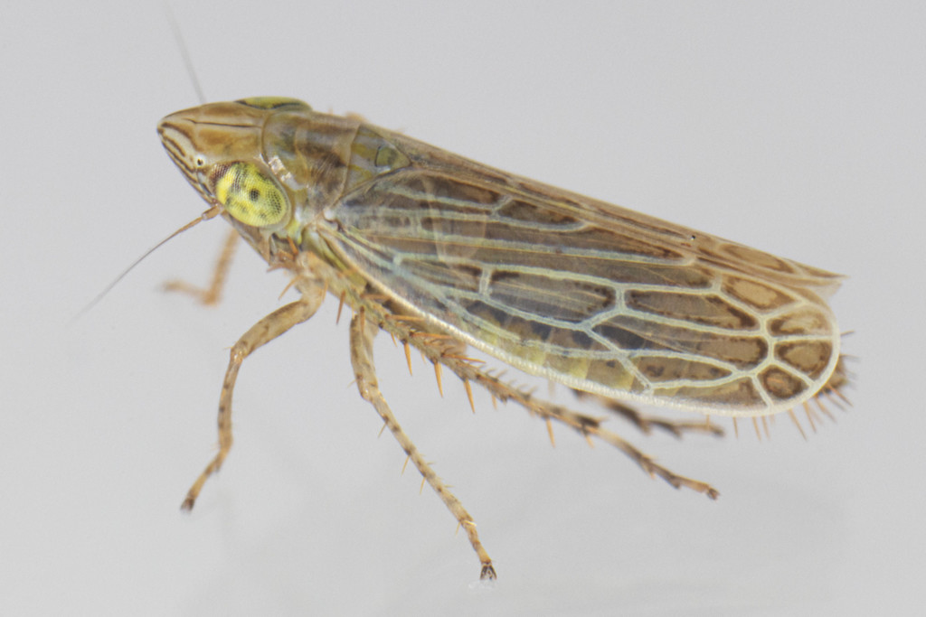 Laevicephalus peronatus