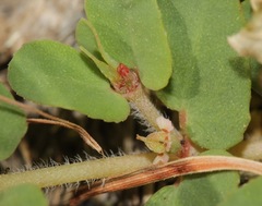 Euphorbia indivisa