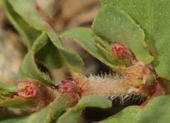 Euphorbia indivisa