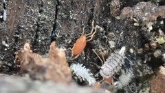 Smarididae