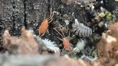 Smarididae