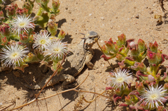 Phrynosoma cerroense