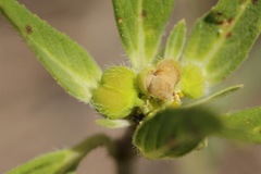Euphorbia cuphosperma