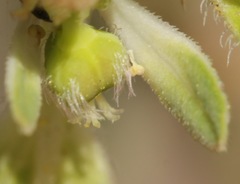 Euphorbia cuphosperma