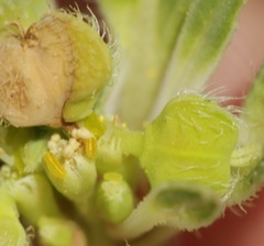 Euphorbia cuphosperma