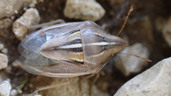 Aelia rostrata